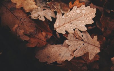 How to prepare your home for autumn